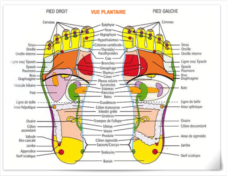 ordogymassage réflexologie plantaire vue